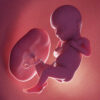 Study Sees Bigger Role for Placenta in Newborns’ Health