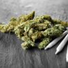 Study Finds Smoking Marijuana Regularly Has Low Impact on Lungs