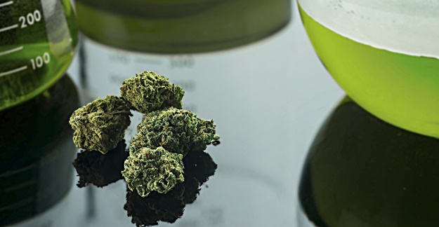 Marijuana Research: Why It Matters