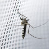 New Malaria Test Can Help Predict Serious Side Effects of Treatment