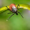 Managing Antibiotic Side Effects for Lyme Disease