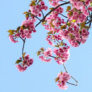 spring blossoms to beat SAD, seasonal affective disorder.
