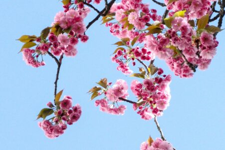 spring blossoms to beat SAD, seasonal affective disorder.