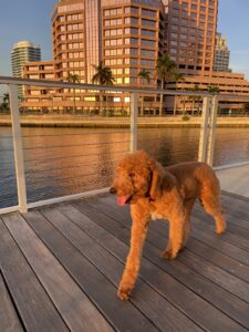 Cosmo out for a walk 