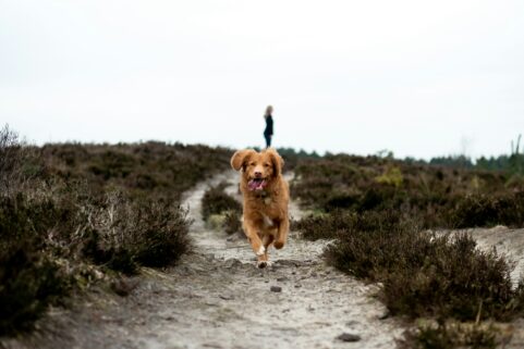 Dog at the beach