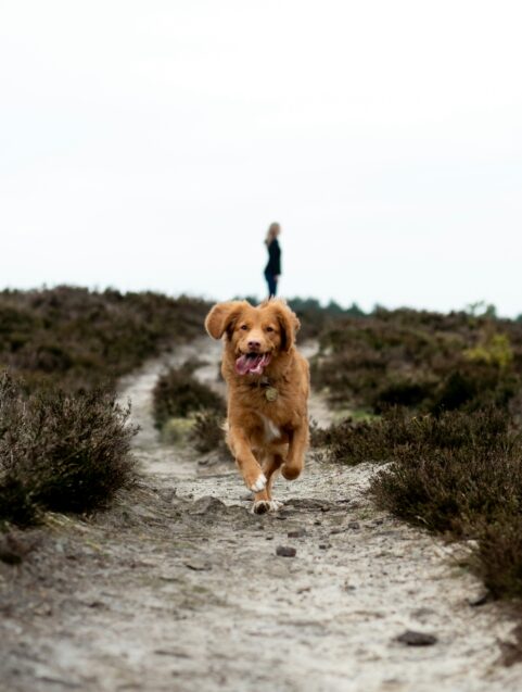 Dog at the beach